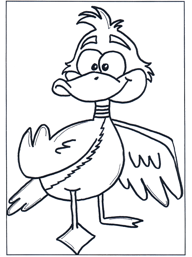 Canard 3 - Oiseaux