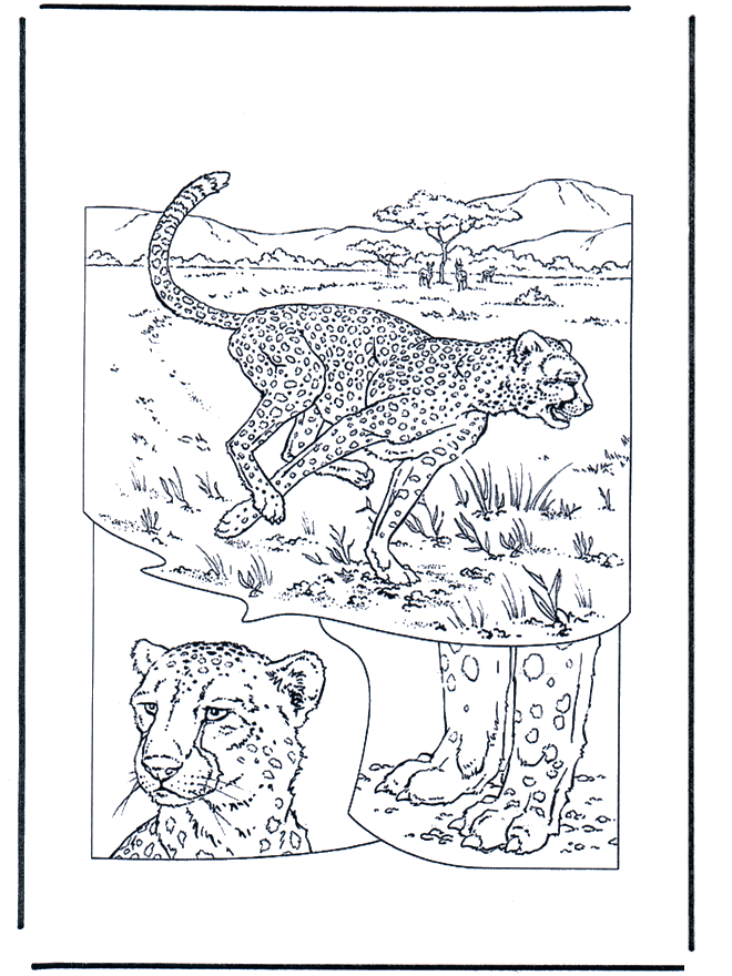 Cheetah - Coloriages Chats