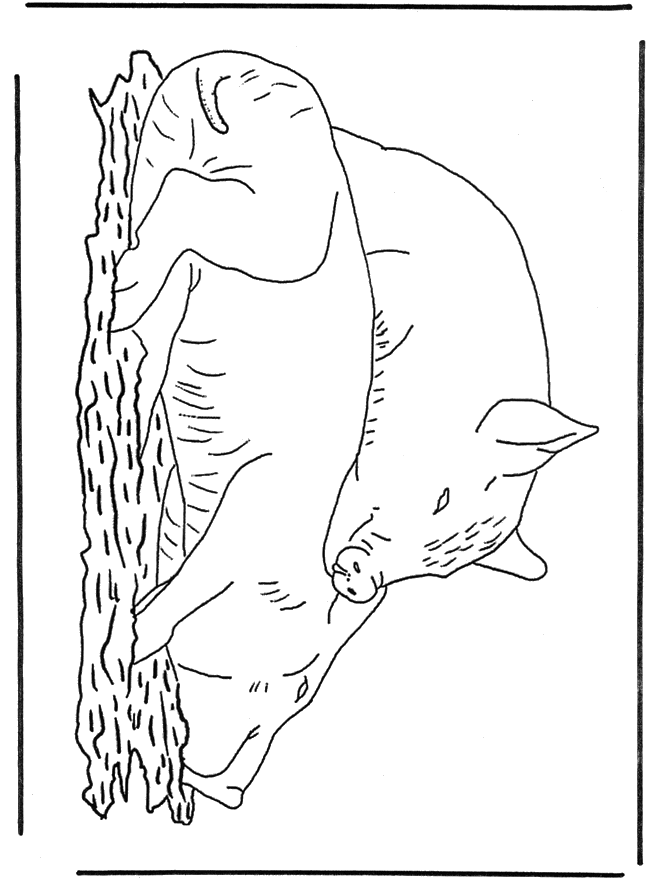 Cochons 1 - Coloriages Animaux de la ferme