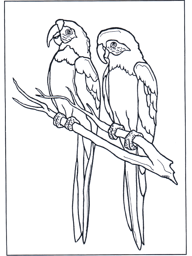Deux aras - Oiseaux