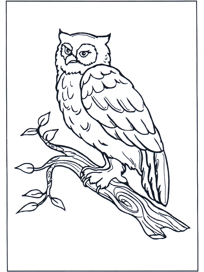 Hibou sur une branche - Oiseaux