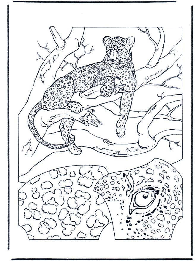 Léopard 1 - Coloriages Chats