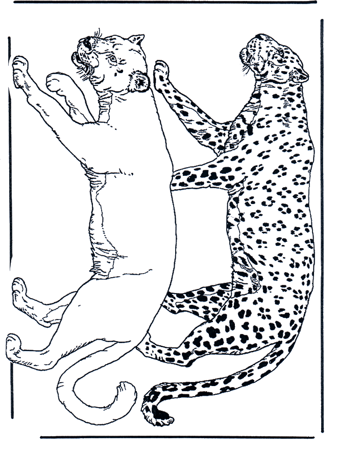Lion et léopard - Coloriages Chats