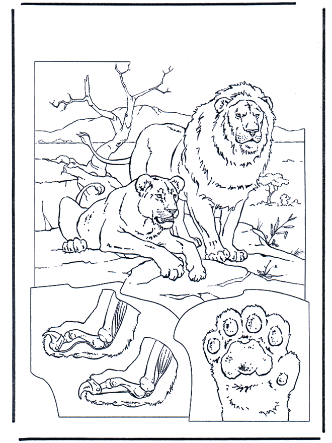 Lions 1 - Coloriages Chats