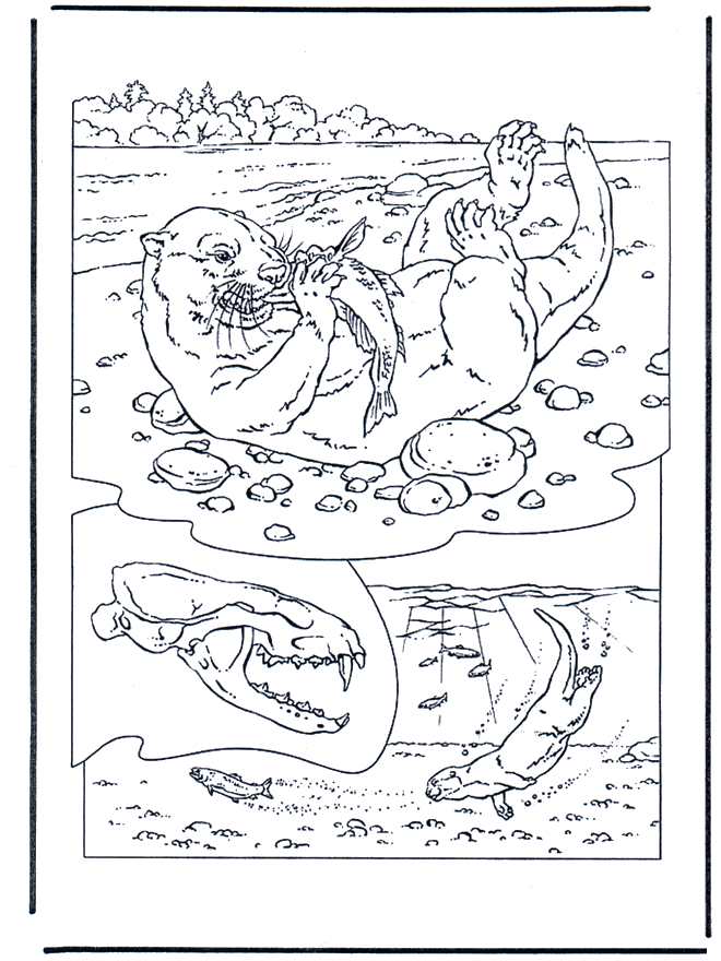 Loutre - Coloriages Rongeurs