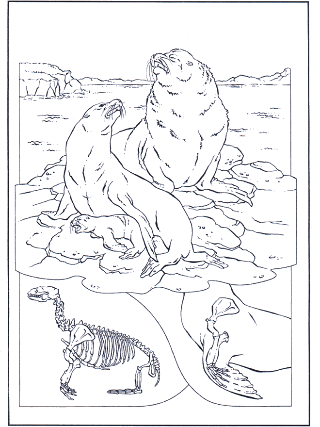 Otaries - Coloriages Dauphins et animaux maritimes