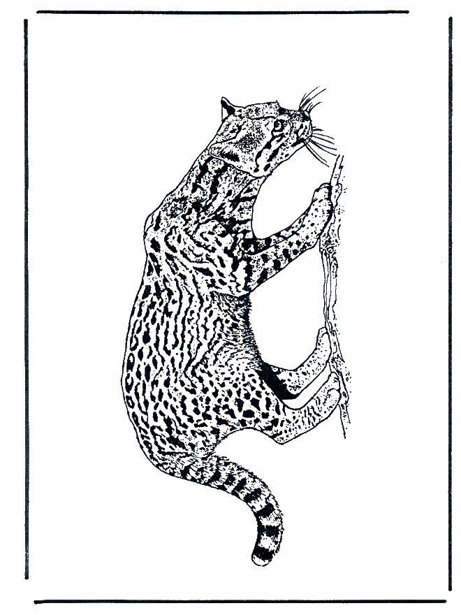 Panthère - Coloriages Chats