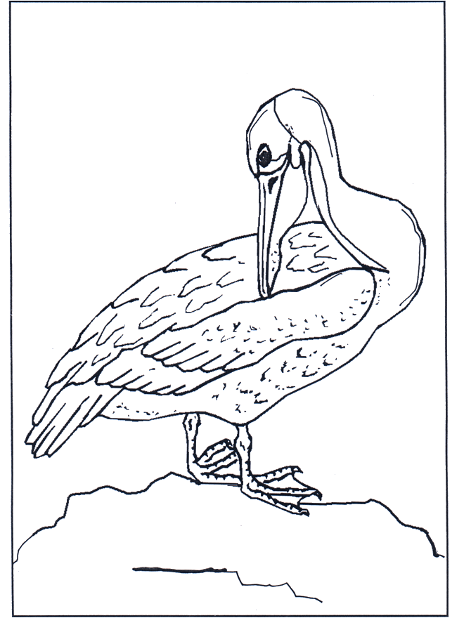 Pélican - Oiseaux