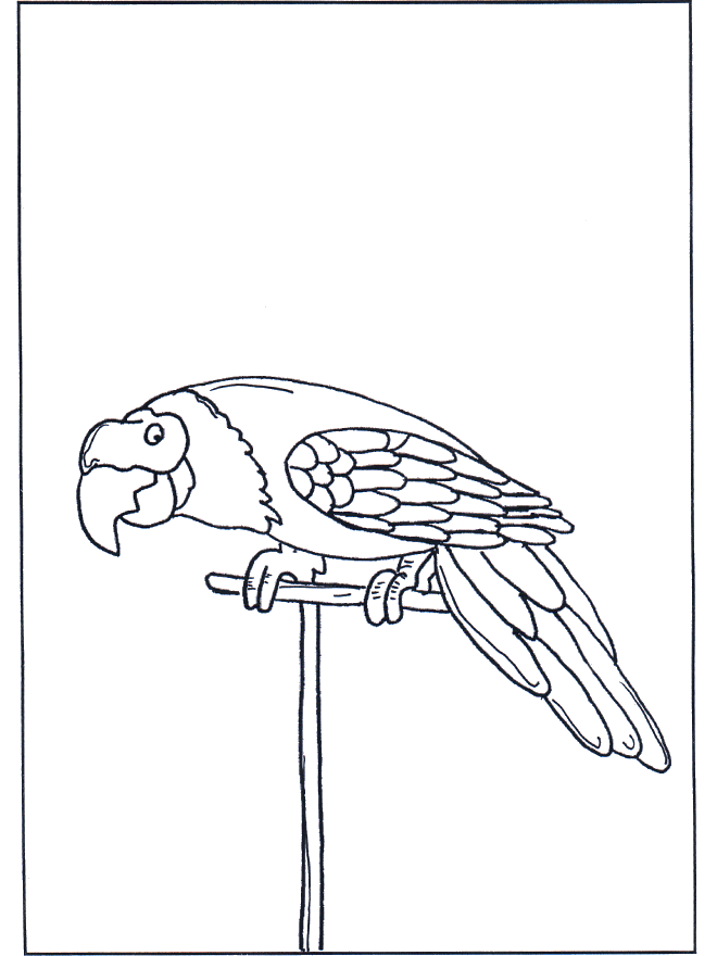 Perroquet 3 - Oiseaux