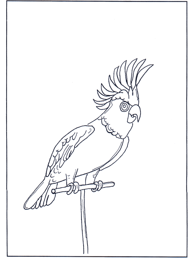 Perroquet 4 - Oiseaux