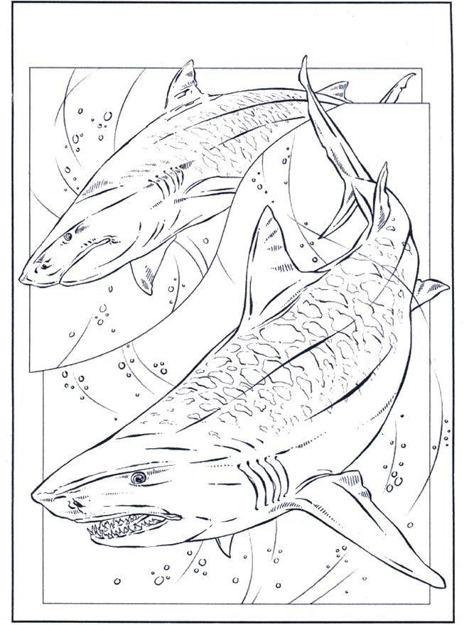 Réquins - Coloriages Dauphins et animaux maritimes