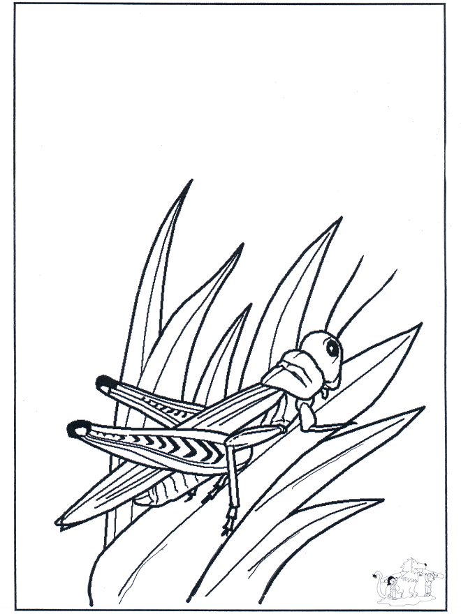 Sauterelle - Coloriages insectes