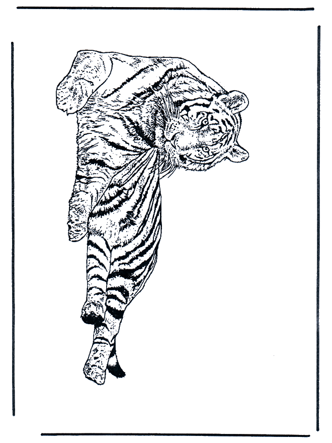 Tigre 1 - Coloriages Chats