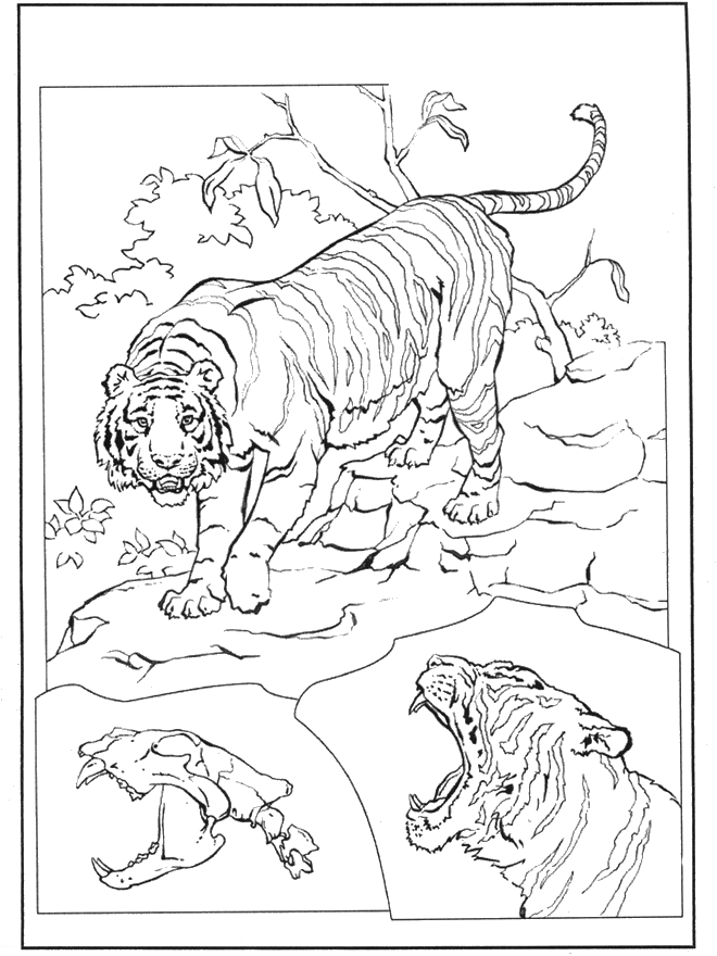 Tigre 3 - Coloriages Chats