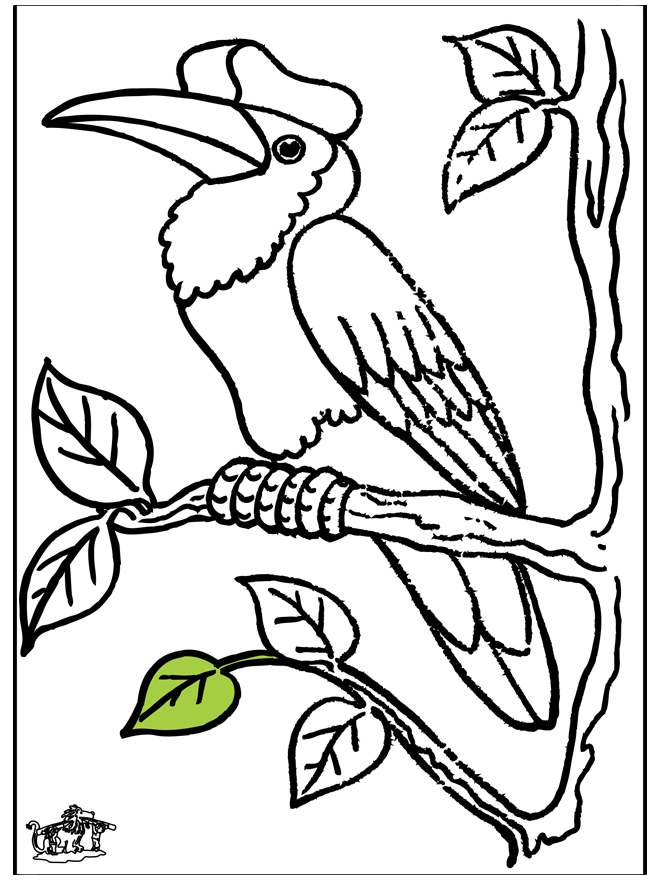 Toucan - Oiseaux