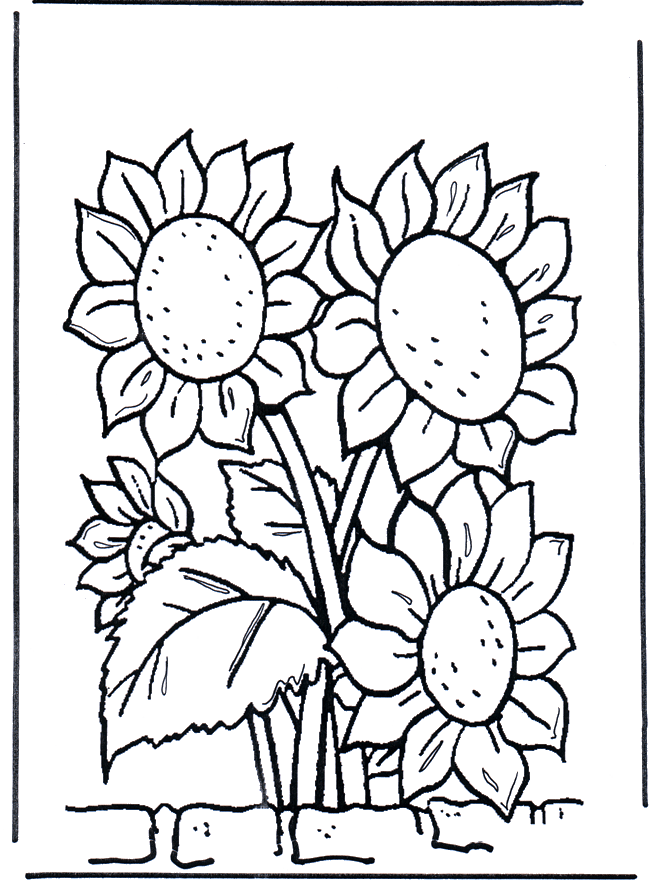 Tournesols - Coloriages Fleurs