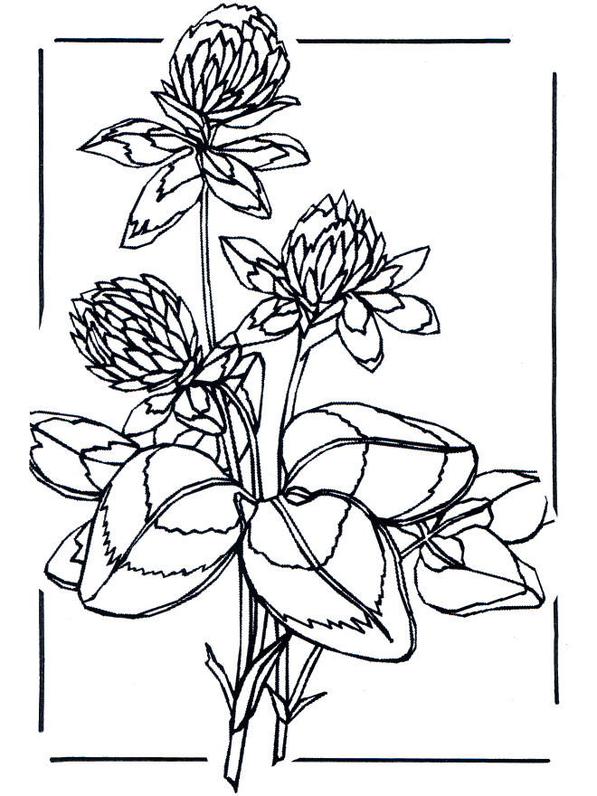 Trèfle - Coloriages Fleurs